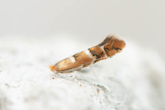 Cameraria bethunella