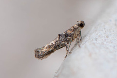 Agnippe biscolorella