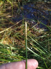 Eleocharis dulcis