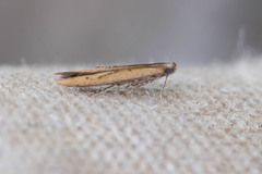 Batrachedra pinicolella