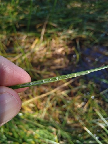Image of Eleocharis dulcis by (c) Tony van Kampen, some rights reserved (CC BY)