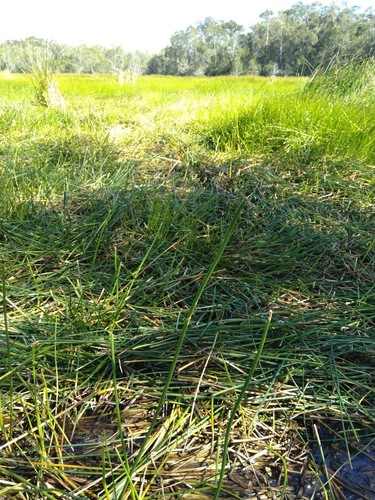 Image of Eleocharis dulcis by (c) Tony van Kampen, some rights reserved (CC BY)