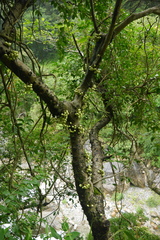 Ficus variegata garciae