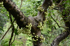 Ficus variegata garciae