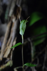 Pterostylis alobula