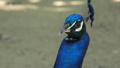 Pavo cristatus