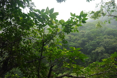 Ficus variegata garciae