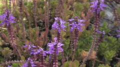 Coleus neochilus