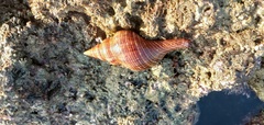 Filifusus filamentosus