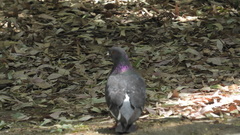 Columba livia domestica