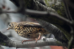 Turdus viscivorus