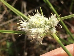 Rhynchospora alba
