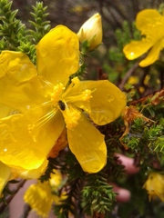 Hypericum lycopodioides