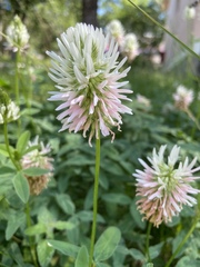 Trifolium ambiguum