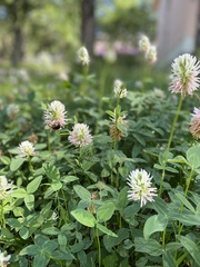 Trifolium ambiguum