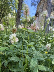 Trifolium ambiguum