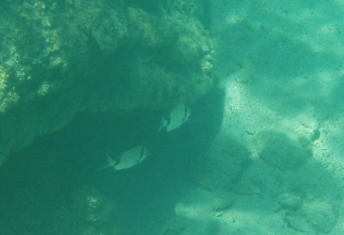 Common two-banded sea bream