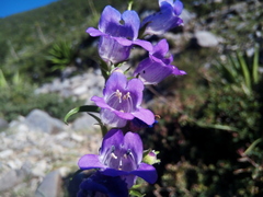 Penstemon leonensis