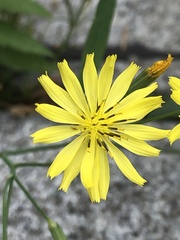 Ixeris chinensis