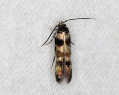 Stilbosis tesquella