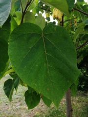 Paulownia tomentosa