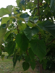 Paulownia tomentosa