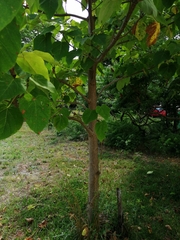 Paulownia tomentosa