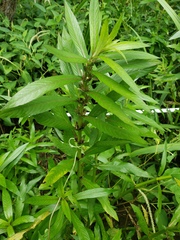 Hygrophila lacustris