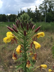 Oenothera × fallax