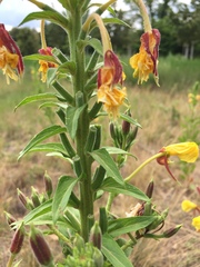 Oenothera × fallax