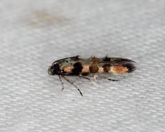 Stilbosis tesquella