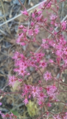 Chorizanthe fimbriata