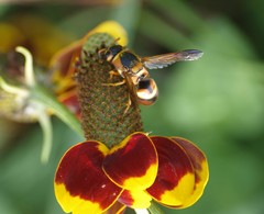 Euodynerus hidalgo hidalgo