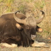 Cattle and Bison - Photo (c) Aditya Gadkari, some rights reserved (CC BY-NC), uploaded by Aditya Gadkari