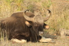 Cattle and Bison - Photo (c) Aditya Gadkari, some rights reserved (CC BY-NC), uploaded by Aditya Gadkari
