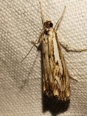 Catoptria