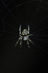 Cryptaranea subcompta