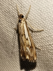 Catoptria