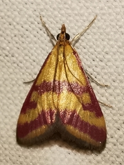 Pyrausta sanguinalis