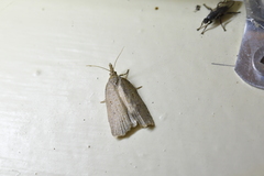 Planotortrix