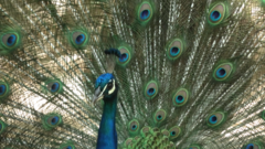 Pavo cristatus
