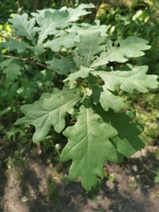 Quercus robur