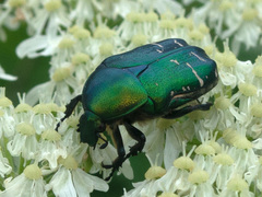Cetonia aurata