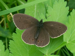 Aphantopus hyperantus