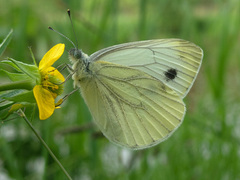 Pieris napi