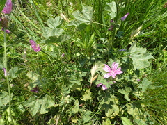 Malva sylvestris sylvestris