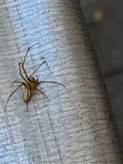 Araneae