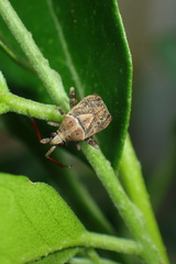 Eurystylus ryukyus