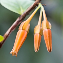 Macleania ericae