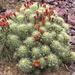 Yavapai Hedgehog Cactus - Photo (c) marek, some rights reserved (CC BY), uploaded by marek